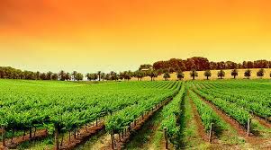 #Rose Aglianico    Producers Australia Vineyards 
