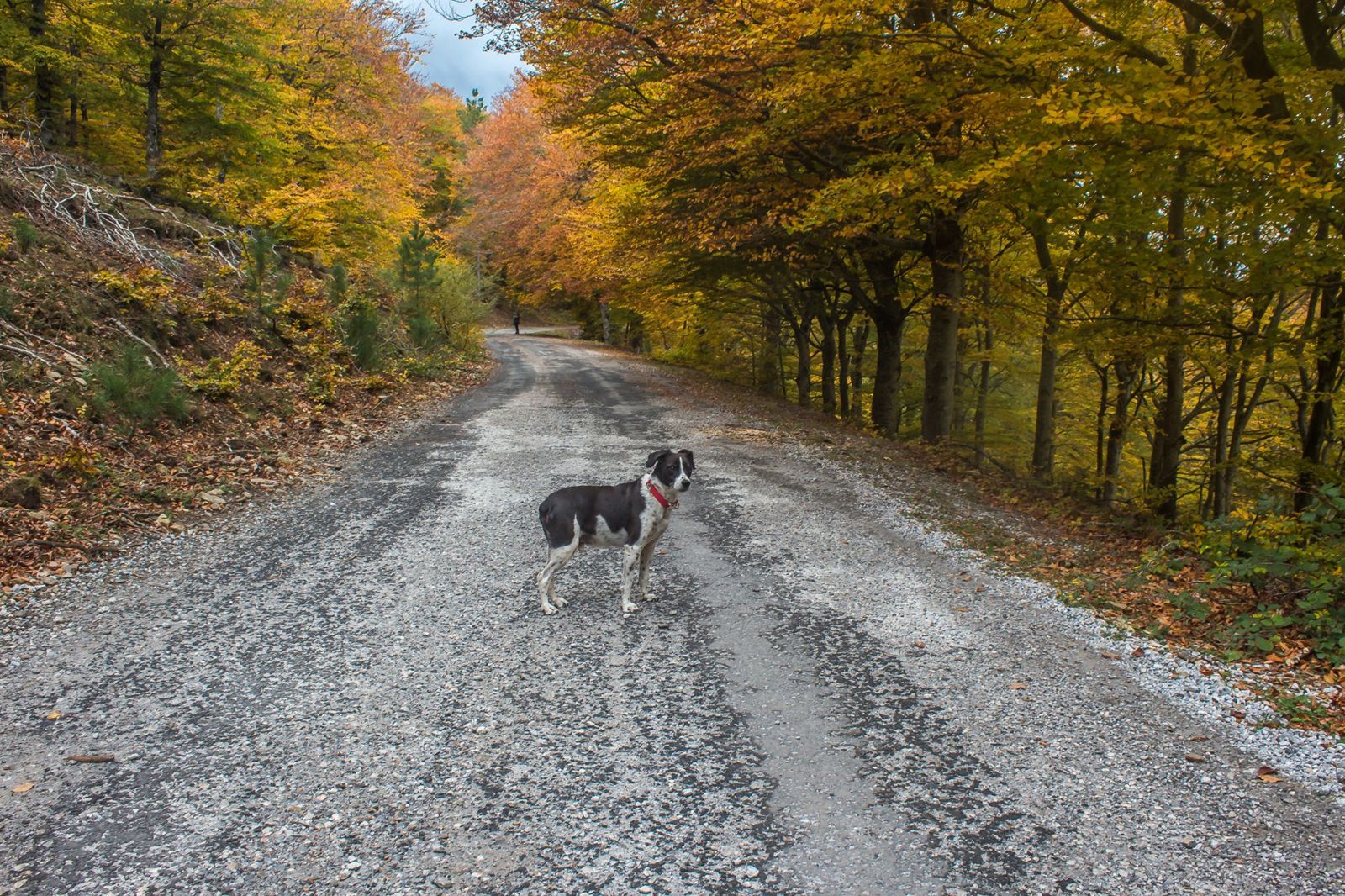 photo animalière et paysage d'automne sur la route du pic du Néoulous col de l’Ouillat Pyrénées Orientales Catalogne nord France 