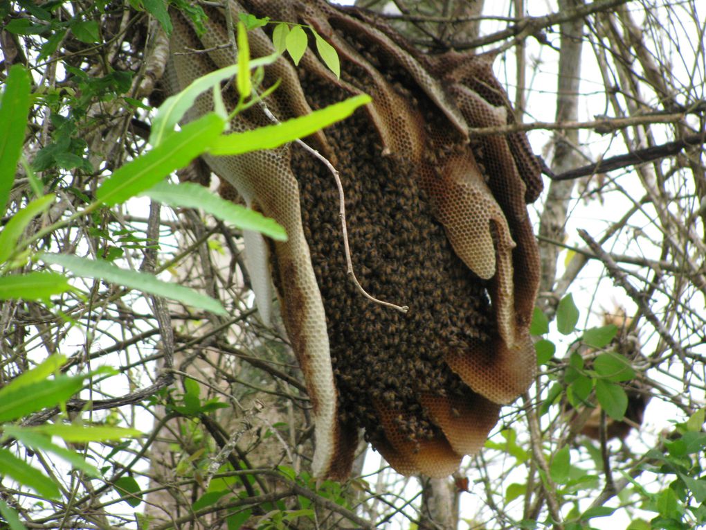 Album - 0003 - Bolivie 1 - Amazonie