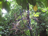 De l'île de La Réunion au Jardin d'Hélys-oeuvre, un fil rouge