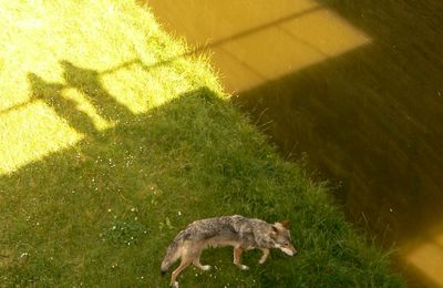 Stéphane Thidet et des loups en résidence dans les douves...