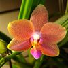 Phalaenopsis san Lorenzo