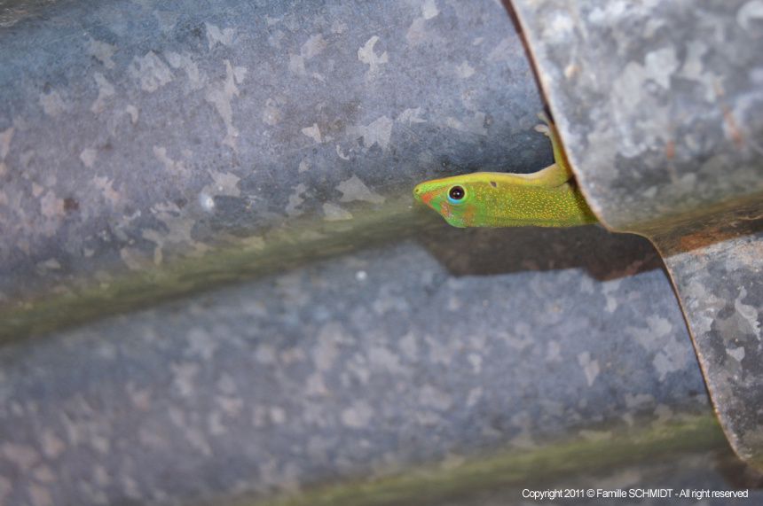 Album - Faune-Reptiles