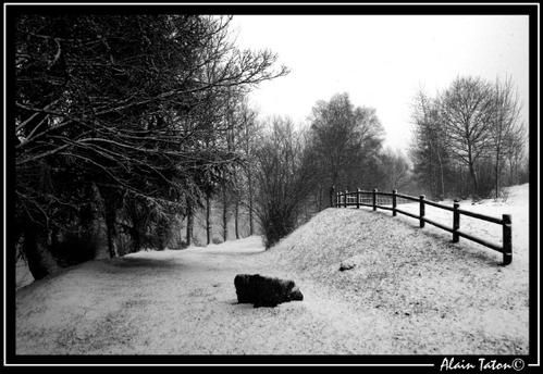 Album - Treve-sous-la-neige