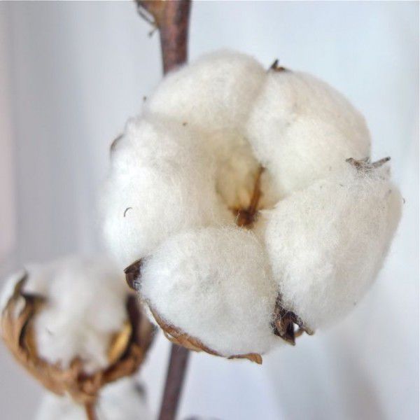 La fleur de coton est constituée de graines desquelles sortent des fibres. Après passage en usine, les graines sont séparées des fibres. Les fibres sont mises sous forme de balles et destinées à l'industrie textile, et les graines sont soit destinées à l'alimentation annimales, soit traitées pour servir de semance.