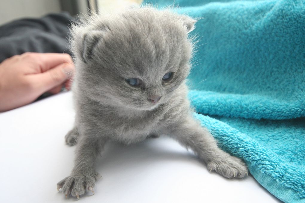 Photos de nos chatons de 2012.
Première portée : Falbala (Brtitish Shorthair)+ Dwayne (Highland Fold)