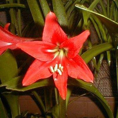 L’AMARYLLIS ÉCARLATE