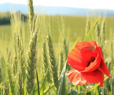 Le blé de la Sainte Barbe