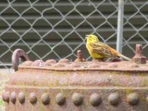 - Kakariki, petits perroquets verts natifs en voie de disparition car de trop nombreux prédateurs dévorent leurs oeufs pondus à terre - Le Bruant jaune (Yellowhammer), espèce d'oiseau importée -