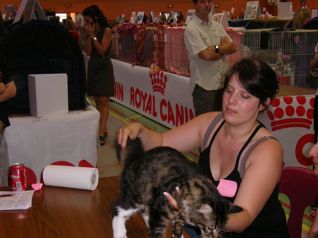 mon mâle maine coon, avec ses 3 CAC CAC il est champion !!!! 
2 best variété, un best in show !!! il est brown mackerel tabby et blanc, c'est un loulou très sympa et cool, un amours de chat.