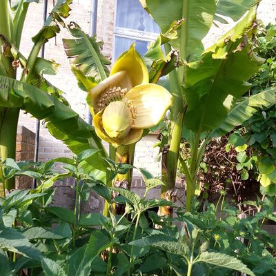 Die Freiland-Banane blüht jetzt im Juni