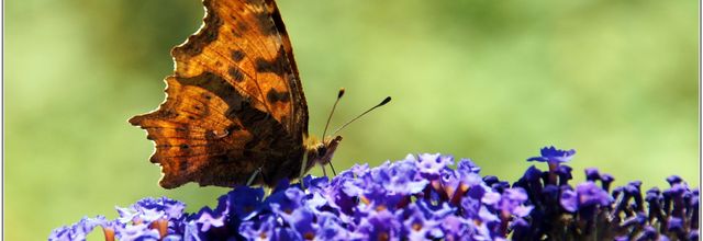 Papillon - Robert le Diable (12) - Gamma - Polygonia c-album