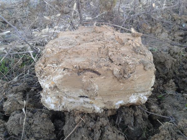 LA VIGNE DE BOURGOGNE &quot; Aligoté &quot; ARRACHÉE