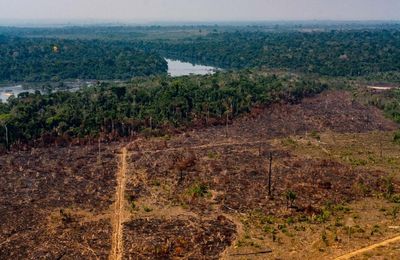La forêt amazonienne brésilienne rejette plus de carbone qu'elle n'en absorbe