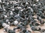 Saletés de pigeons