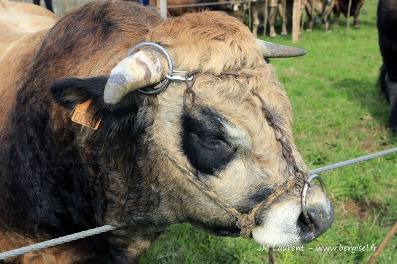 Groupes ou familles de vaches