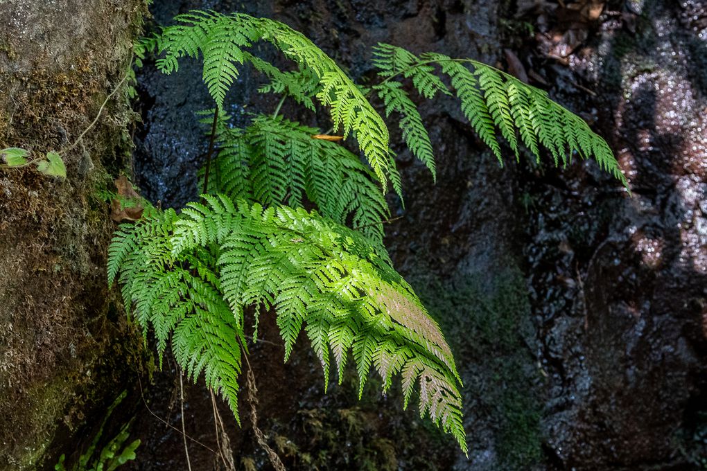 Levada de Caldera Verde (forêt luxuriante, cascades, canyons et tunnels)