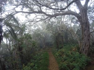 Tamarins des Hauts et bambou calumet : 2 espèces endémiques de l'île
