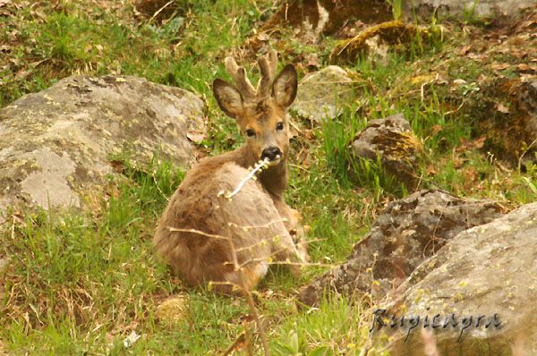 Album - Animaux