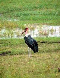 Le Parc Kruger