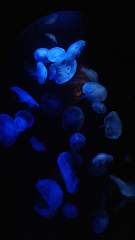 On enchaîne ensuite avec la visite d'un aquarium, suivi d'une soirée à Darling Harbour, pour Vivid, le festival des lumières