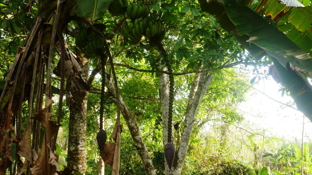 Album - Panama-dans-la-jungle-du-Darien