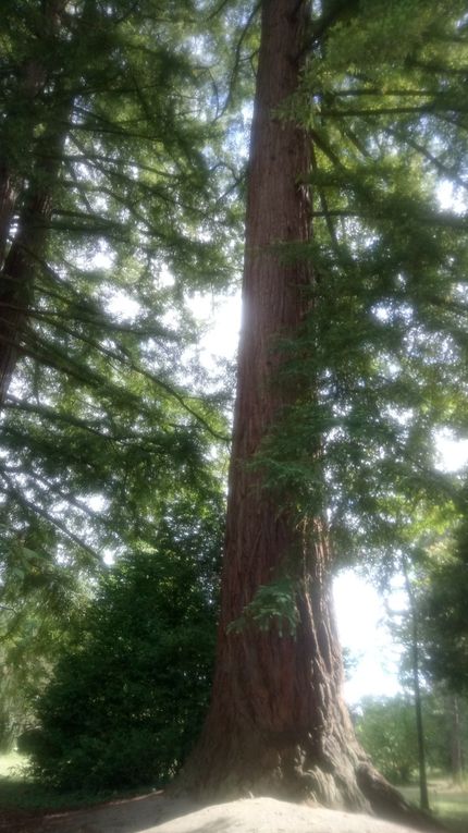 Le sequoia toujours vert