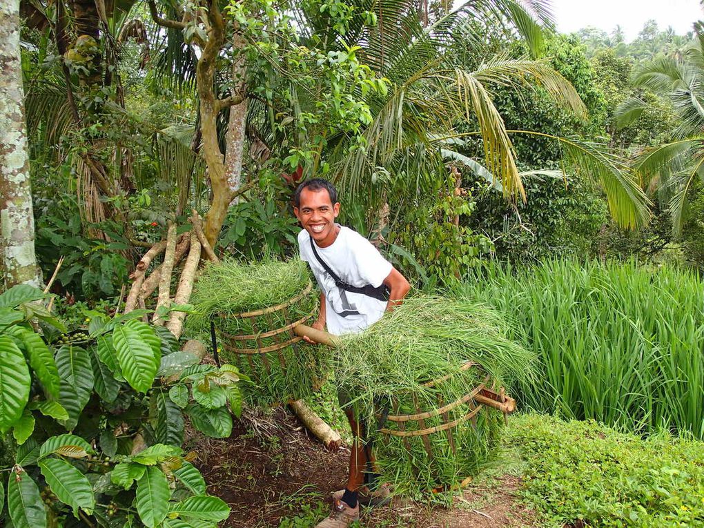 Voyage 2018 une magnifique balade en compagnie de notre grand ami Brahma 🙏🏽Découvrir Bali et repartir la tête pleine de souvenirs 😊Les rizières de Belimbing🌾