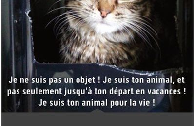 RENSEIGNEMENT POUR ADOPTER 