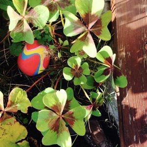 Le blog botanique de Nanie, petit à petit : un micro jardin urbain en expérimentation