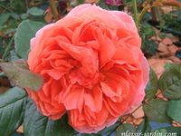 Les rosiers en S. de Sp. à Sz.