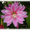 Epiphyllum Best Von Allen