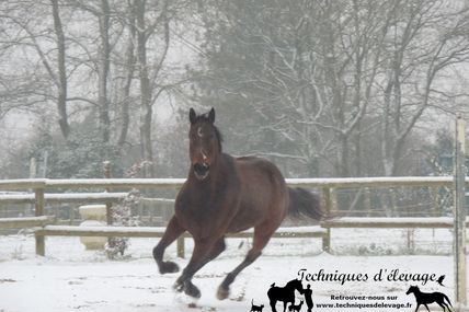 Mon cheval maigrit en hiver, pourquoi ?