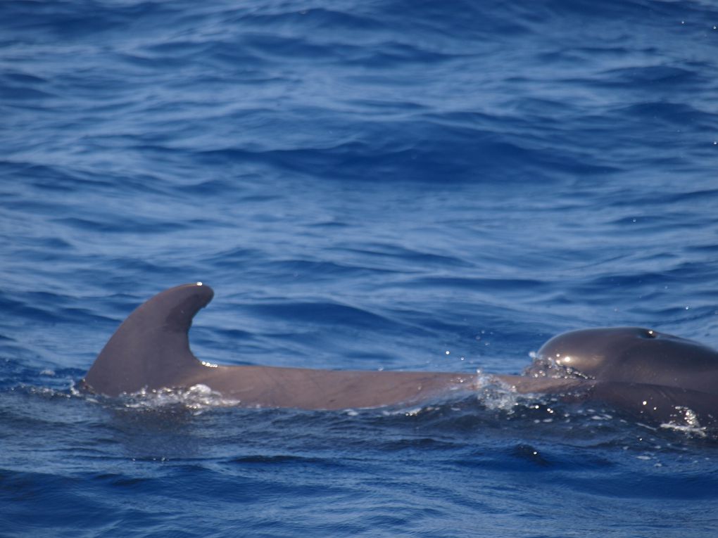 Globicephales tropicaux
(Globicephala macrorhynchus)
Population residente, Tenerife,
Iles Canaries.