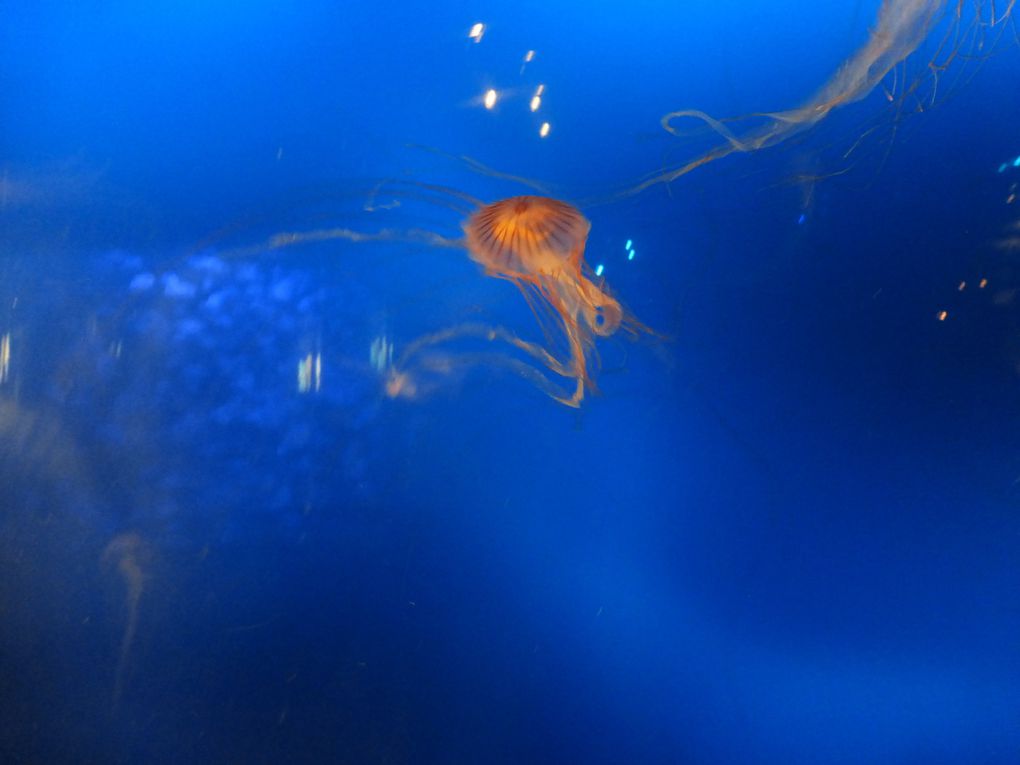 Vancouver Aquarium