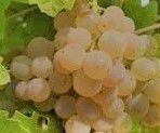 #White Chianti Producers Ontario Vineyards Canada