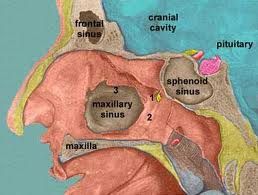 Album - Sinus-et-sinusite