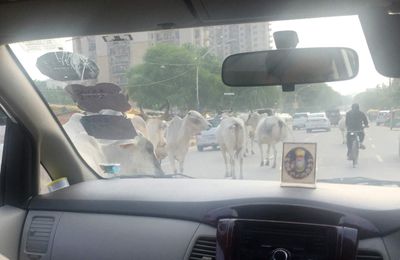 Vaches traffic jam In Delhi 