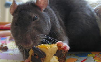 Le rat, le gâteau et la cocaïne