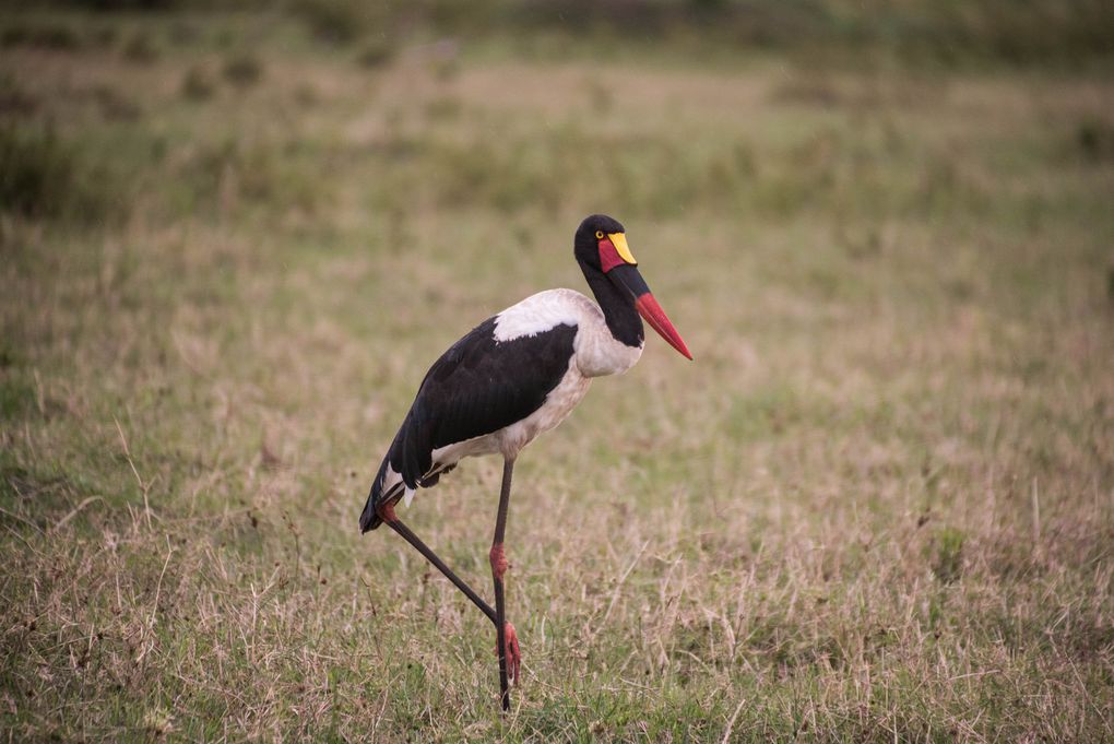 MASAÏ MARA, Lacs BARINGO &amp; BOGORIA - KENYA - OCTOBRE 2017