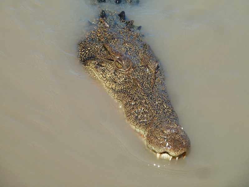 Album - 43 Jumping Crocs and Litchfield National Park