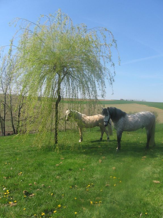 Album - equitation-et-repos