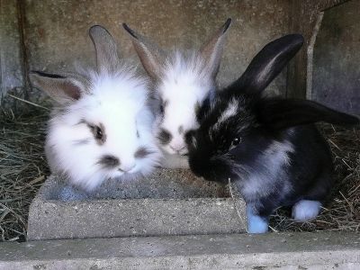 Lapins Le Regne Animal Blog De Fanfan