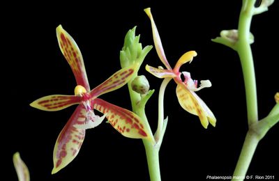 Quelques floraisons (Phalaenopsis botaniques)