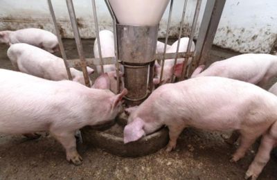 Crise porcine : pour des conférences sur le prix regroupant producteurs, transformateurs et distributeurs (PCF)