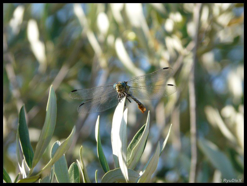 2010-08-09-Les-Mages