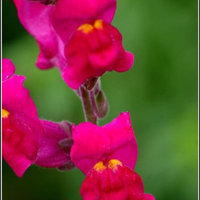 Fleurs - Gueules de loup