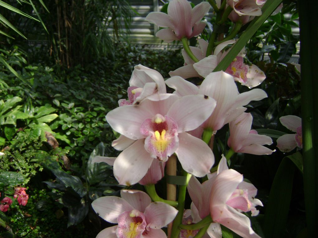 Album - Exposition orchidées