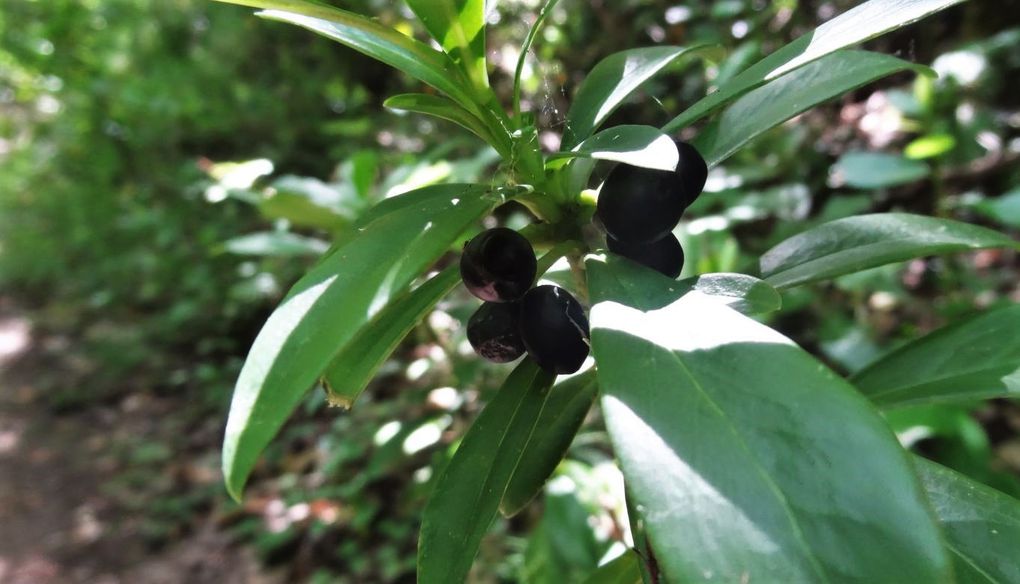 Bois du Defens La Siagne