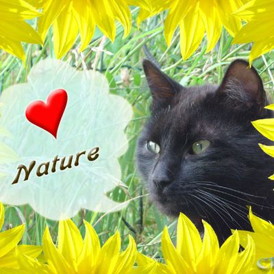 Carte du chat noir "Nature"
